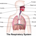 56c0ea90-d888-424b-b528-191a0a0a0a6c-respiratory-system-previewOrg
