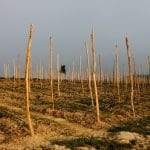 Maline-4