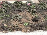 Lukavac: Ukradene sadnice sezonskog cvijeća na šetalištu
