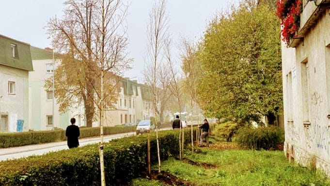 zelena stabla lukavac