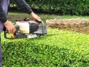 Građani dužni održavati živice i uklanjati drveće