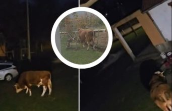 Pomahnitali bik mjesecima ulazi u dvorišta i uništava ljudima imovinu: “Ta rika kao da je iz pakla”
