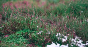 Prvo džemre danas “udara” u zrak: Narodno vjerovanje najavljuje popuštanje zime