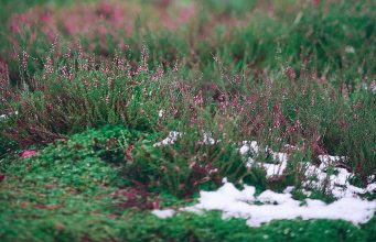 Prvo džemre danas “udara” u zrak: Narodno vjerovanje najavljuje popuštanje zime