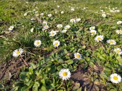 Od danas klimatološko proljeće: Mart donosi duže dane i rast temperatura