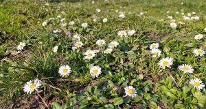 Od danas klimatološko proljeće: Mart donosi duže dane i rast temperatura