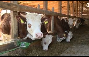 Mljekare u TK/Mlijeko se uvozi u BiH, a farmeri prinuđeni prosipati domaće mlijeko