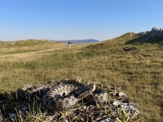 Od početka sezone 12 ugriza zmija otrovnica, najčešće stradaju poljoprivrednici