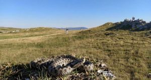 Od početka sezone 12 ugriza zmija otrovnica, najčešće stradaju poljoprivrednici
